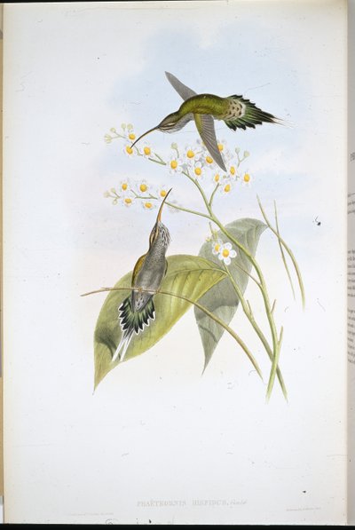 ヘアーハーミット（手彩色リトグラフ版 作： John (after) Gould