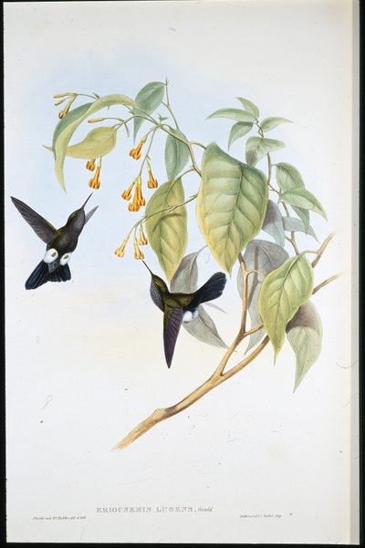 ホーリー・パフ・レッグ（Eriocnemis Lugens）（手彩色リトグラフ版 作： John (after) Gould