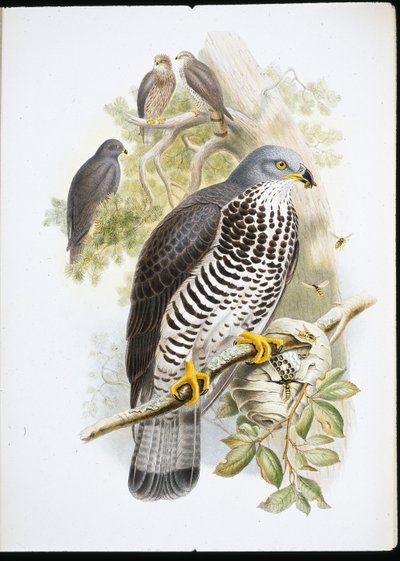 ハニーバザード（Pernis Apiuorus）（手彩色のリトグラフ版 作： John (after) Gould