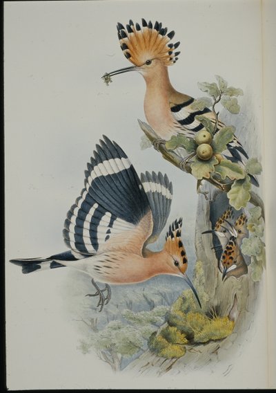フープ（Upupa Epops）（手彩色リトグラフ 作： John (after) Gould