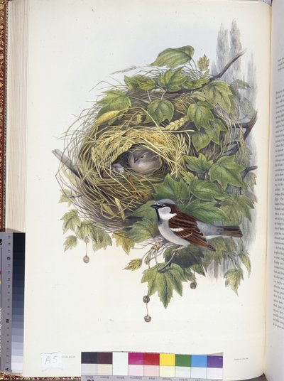 家雀（Passer domesticus）（手彩色リトグラフ 作： John (after) Gould