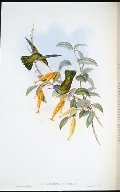 フンボルトのハミングバード（Chrysuronia Humboldti）（手彩色リトグラフ 作： John (after) Gould
