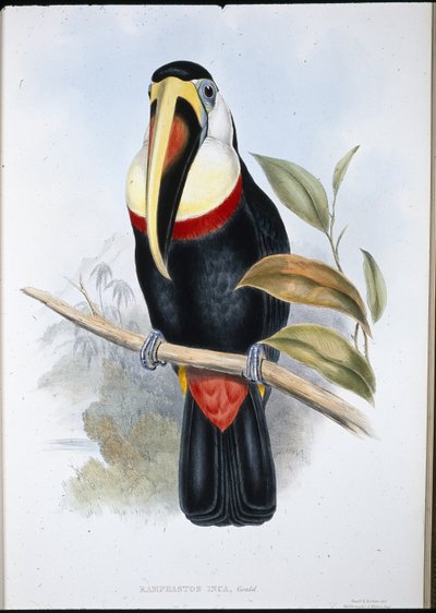 インカのオオハシ（Ramphastos inica）（手彩色リトグラフ 作： John (after) Gould