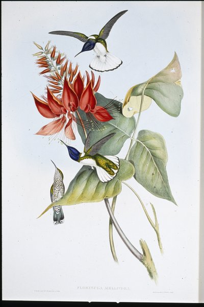 ジャコビン（Florisuga Mellivora）（手彩色のリトグラフ版 作： John (after) Gould