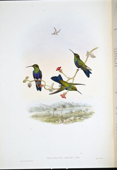 ジェルスキー・ウッドニンプス（Thalurania Jelskii）（手彩色リトグラフ 作： John (after) Gould