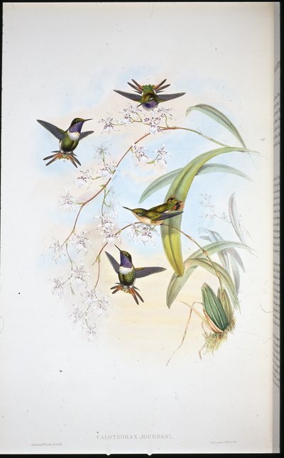 ジョウダンの木星（Calothorax Jourdani）（手彩色リトグラフ 作： John (after) Gould
