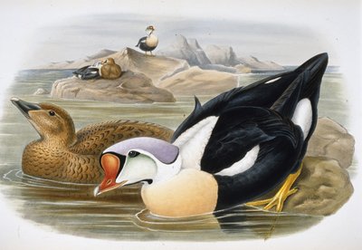 キングダック（Somateria Spectabilis）（手彩色のリトグラフ版 作： John (after) Gould