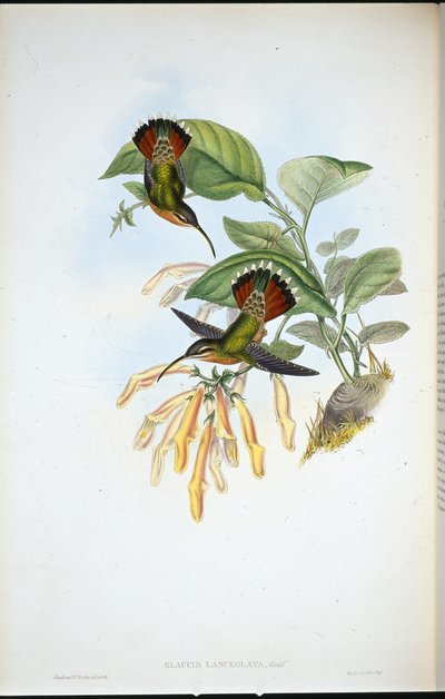 ランスロット・ハーミット（Glaucis Lanceolata）（手彩色リトグラフ 作： John (after) Gould