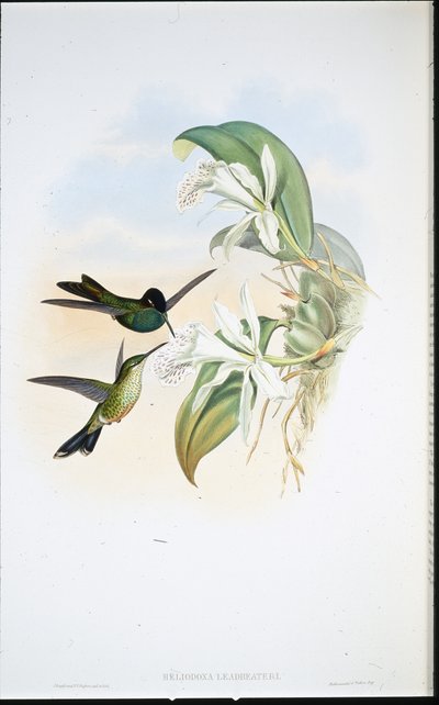 リースビーターズ・ブリリアント（Heliodoxa Leadbeateri）（手彩色リトグラフ版 作： John (after) Gould