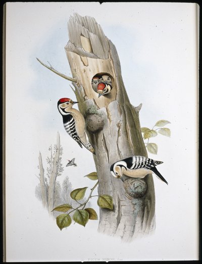 小斑点のあるキツツキ（Picus Minor）（手彩色のリトグラフ版 作： John (after) Gould