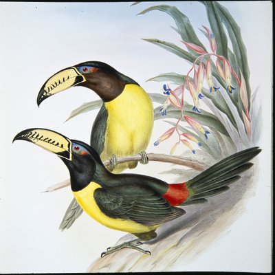 レタード・アラカリオオハシ（Pteroglossus Inscriptus）（手彩色リトグラフ 作： John (after) Gould