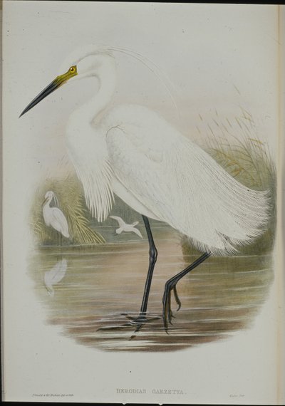 コサギ（Egretta Garzetta）（手彩色リトグラフ 作： John (after) Gould