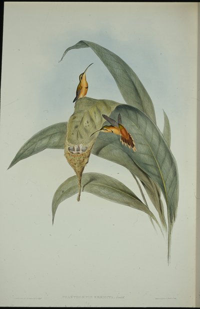 リトルハーミット（Phaethornis eremita）（手彩色リトグラフ 作： John (after) Gould