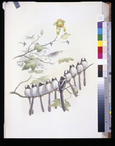 シジュウカラ（Mecistura Caudata）（手彩色リトグラフ 作： John (after) Gould