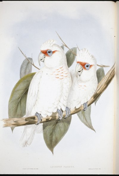 ロングビルド・コカトゥー（Licmetis Nasicus）（手彩色リトグラフ 作： John (after) Gould