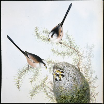 シジュウカラ（Mecistura Caudata）（手彩色リトグラフ 作： John (after) Gould