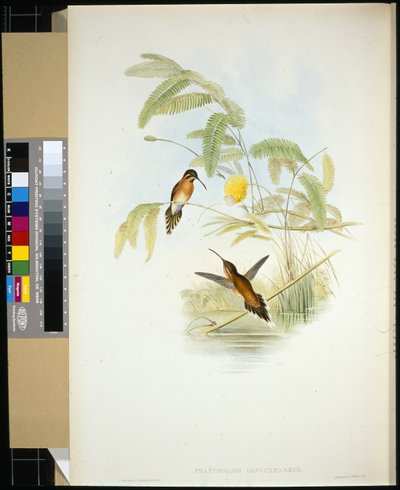 ロンゲマーレのハーミット（手彩色リトグラフ 作： John (after) Gould
