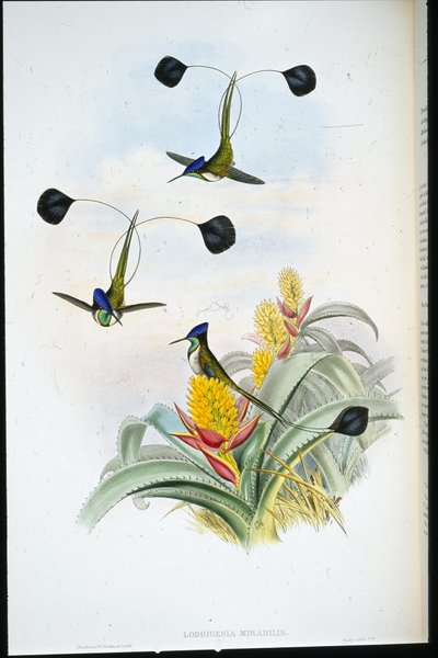 マーベラスハミングバード（Loddigesia Mirabilis）（手彩色リトグラフ版 作： John (after) Gould
