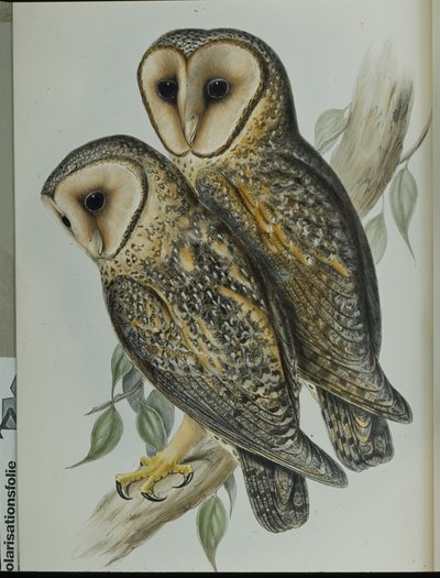 覆面をしたメンフクロウ（Strix Personata）（手彩色のリトグラフ版 作： John (after) Gould