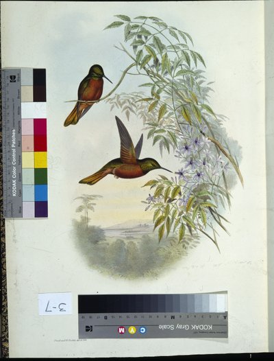 マシューのパノプライト（手彩色のリトグラフ 作： John (after) Gould