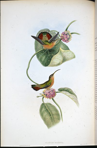 マゼッパ・ハーミット（Glaucis Mazeppa）（手彩色のリトグラフ版 作： John (after) Gould