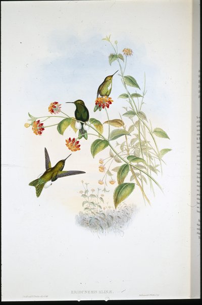 メタリックパフレッグ（Eriocnemis Alinae）（手彩色リトグラフ 作： John (after) Gould