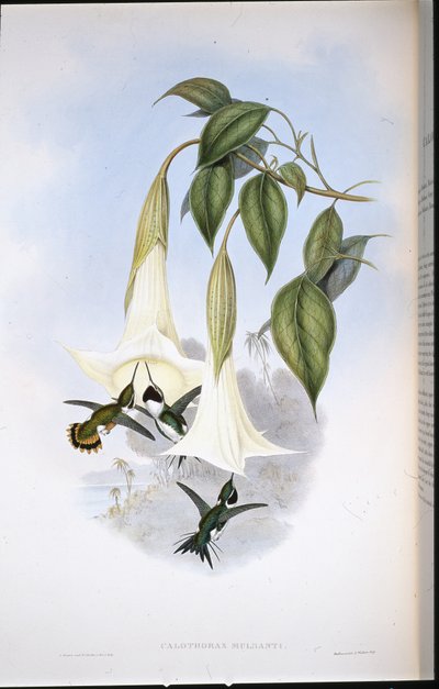 マルサンの木星（Calothorax Mulsanti）（手彩色リトグラフ 作： John (after) Gould