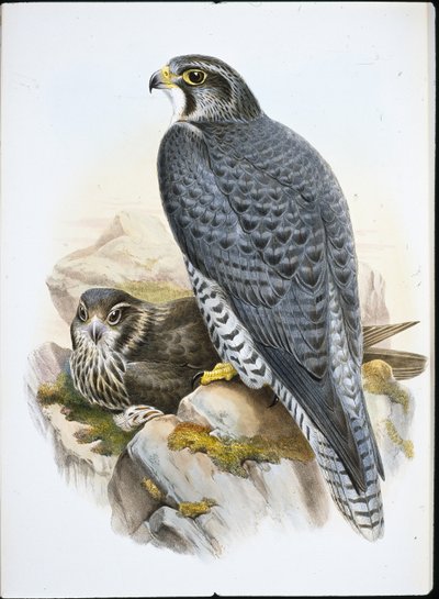 ノルウェーのハヤブサ（Falco Gyrfalco）（手彩色のリトグラフ版 作： John (after) Gould