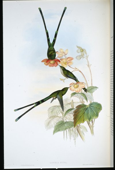 Nouna-koaliI (Lesbia Nuna) (手彩色リトグラフ) 作： John (after) Gould