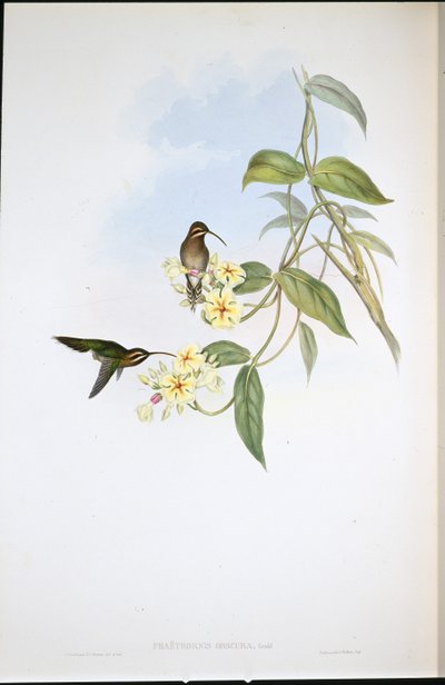 オブスキュアー・ハーミット（Phaethornis Obscura）（手彩色リトグラフ版 作： John (after) Gould