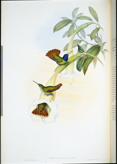 オエノンハミングバード（Chrysuronia oenone）（手彩色リトグラフ 作： John (after) Gould