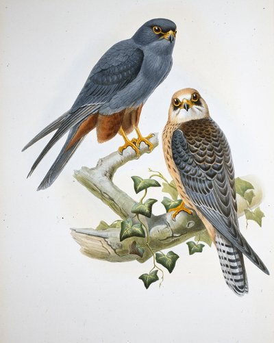 オレンジレッグ・ホビー（Erythropus Vespertinus）（手彩色のリトグラフ版 作： John (after) Gould