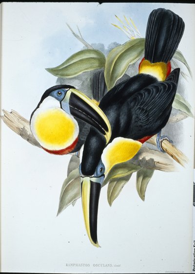オスクラント・トゥーカン（Ramphastos Osculans）（手彩色リトグラフ 作： John (after) Gould