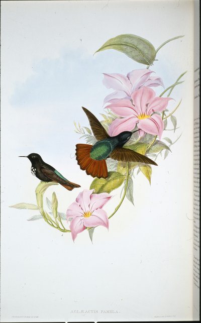パメラのサンビーム（Aglaeactis Pamela）（手彩色リトグラフ 作： John (after) Gould