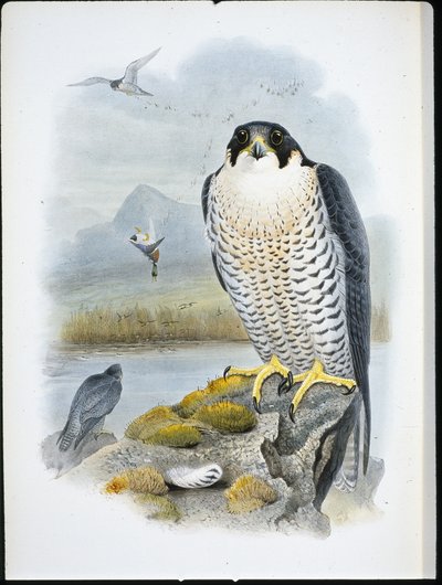 ペレグリン・ファルコン（Falco Peregrinus）（手彩色のリトグラフ版 作： John (after) Gould