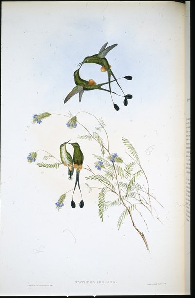 ペルーのラケットテール（Spathura Peruana）（手彩色のリトグラフ版 作： John (after) Gould
