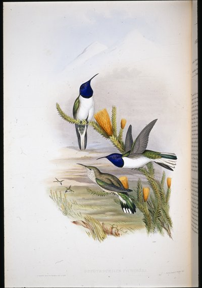 ピチンチャ・ヒル・スター（Oreotrochilus Pichincha）（手彩色のリトグラフ版 作： John (after) Gould