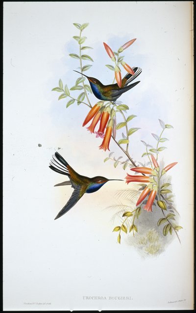Pied-tail humming bird (Urochroa Bougieri) (手彩色のリトグラフ) 作： John (after) Gould