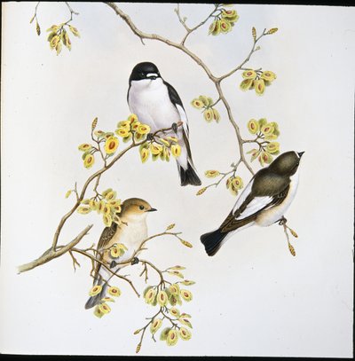 ヒタキ（手彩色リトグラフ版 作： John (after) Gould