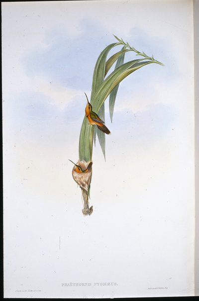 ピグミーハーミット(Phaethornis Pygmaeus) (手彩色リトグラフ) 作： John (after) Gould