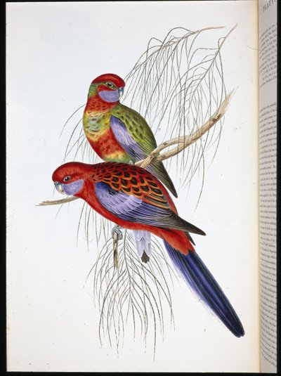 Platycercus pennantii（手彩色リトグラフ 作： John (after) Gould