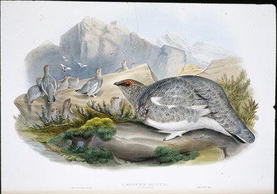 白鳥（秋の羽衣）（Lagopus Mutus）（手彩色リトグラフ版 作： John (after) Gould