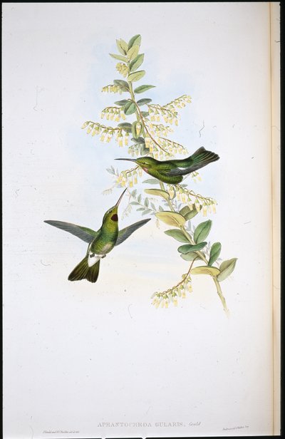 赤色のハチドリ（Aphantochroa Gularis）（手彩色のリトグラフ版 作： John (after) Gould