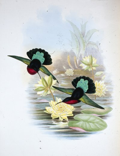 パープルブレストカリブ（Eulampis Jugularis）（手彩色リトグラフ版 作： John (after) Gould