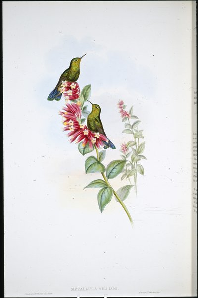 パープルテール（Metallura Williami）（手彩色リトグラフ 作： John (after) Gould