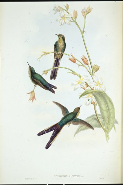 パープルオータムコメットハミングバード（手彩色リトグラフ 作： John (after) Gould