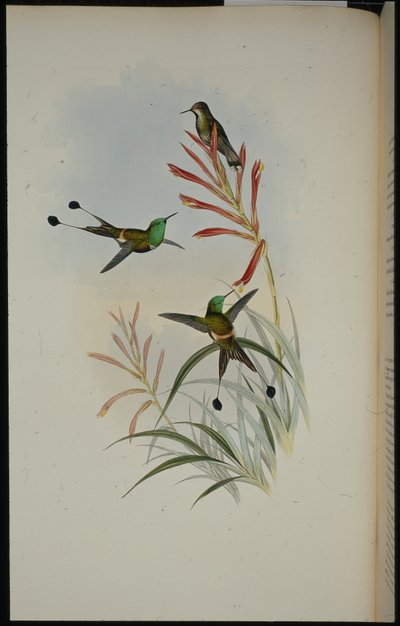 ラケットテイル（Discura Longicauda）（手彩色リトグラフ 作： John (after) Gould