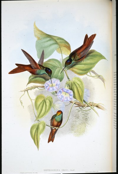 レインボー（双子のアイリス）（手彩色リトグラフ 作： John (after) Gould