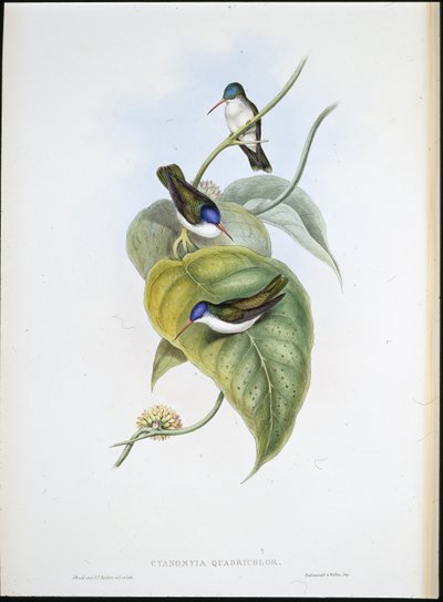 赤毛のアズールクラウン（Cyanomyia Quadricolor）（手彩色のリトグラフ 作： John (after) Gould