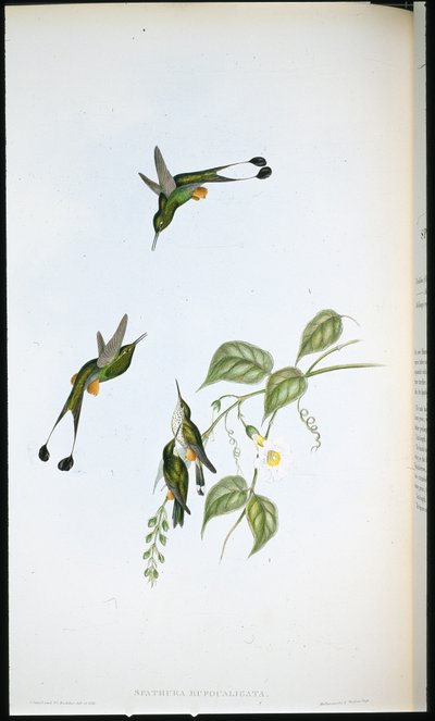 レッドボーテッドラケットテール（Spathura Rufocaligata）（手彩色リトグラフ 作： John (after) Gould